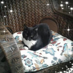 Meet your Posher, Susan